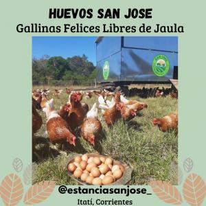 Huevos de Gallinas Felices Estancia San José Estuche X6 Und